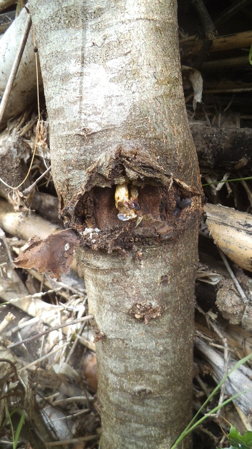 Puriri moth larva in Holm Oak Quercus ilex bellota
